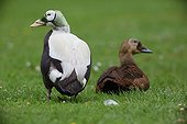 Spectacled eiders couple on grass
