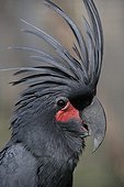 Portrait of Palm Cockatoo 