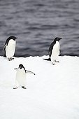 Adelie penguins on an iceberg - Antarctica