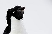 Portrait of Adelie Penguin - Antarctica