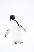 Adelie Penguin on ice - Antarctica