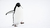 Adelie Penguin walking on ice - Antarctica