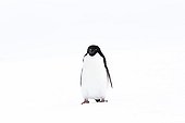 Adelie Penguin on ice - Antarctica