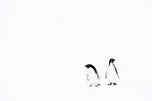 Manchots Adélie sur la glace - Antarctique