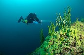 Scuba diver - Lake Baikal Siberia ; These sponges are typically because of symbiotic dinoflagellates (Zoochlorella).