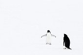 Adelie Penguins on ice - Antarctica
