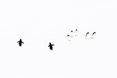Adelie Penguins walking on ice - Antarctica