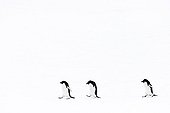 Manchots Adélies marchant sur la glace - Antarctique