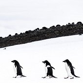 Manchots Adélies marchant sur la glace - Antarctique