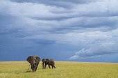 African Elephants in the savannah - Masai Mara Kenya