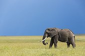 African Elephant eating in the savannah - Masai Mara Kenya 