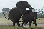 African Elephants mating - Amboseli Kenya