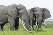 African Elephant males eating - Amboseli Kenya