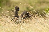 Olive baboon female carrying its baby - Masai-Mara Kenya