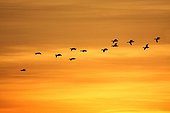 Common Shelducks in flight at dawn - Giens France 
