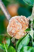 Monilia fungus on a rotten apple in a garden