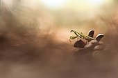 Praying mantis on pine cone - France