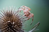Cross Orbweaver on thistle - France 