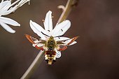 Broad-bordered Bee hawk in flight - France 