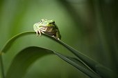 Tree frog on a leaf - Mejean pond France