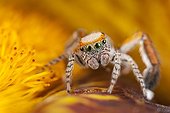 Jumping Spider male in a flower - France ; on flowersupports
