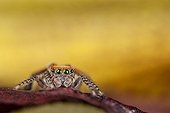Jumping Spider male on flowersupport - France