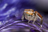 Jumping Spider male on a flower - France ; on flowersupport