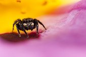 Jumping Spider male on a flower - France ; on flowersupport