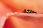 Jumping Spider male on flower - France ; on flowersupport