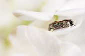 Jumping Spider male on flower - France ; on flowersupport