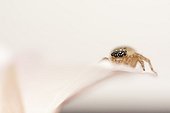 Jumping Spider female on flower - France ; on flowersupport