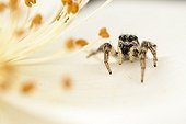 Zebra Jumping Spider female on flower - France ; on flowersupport