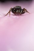 Jumping Spider male on flower - France ; on flowersupport