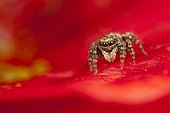 Jumping Spider female on flower - France ; on flowersupport