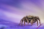 Araignée sauteuse femelle sur une fleur - France ; sur support floral