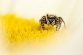 Jumping Spider female on flower - France ; on flowersupport