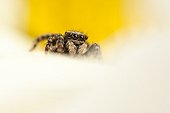 Jumping Spider female on flower - France ; on flowersupport