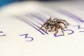 Jumping spider female on a bar code - France 