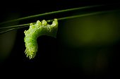Copper Underwing caterpillar - Burgundy France