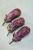 Rotten eggplants in studio