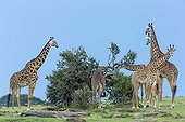 Masai giraffes eating tree leaves - Masai Mara Kenya 