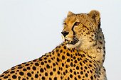 Portrait of Cheetah in the savanna - Masai Mara Kenya 