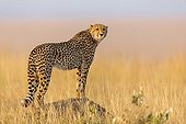 Cheetah looking for a prey in savanna - Masai Mara Kenya 