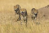 Cheetah female and cubs - Masai Mara Kenya 