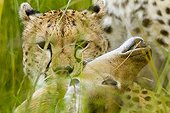 Portrait of Cheetah suffocating a prey - Masai Mara Kenya