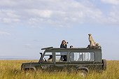 Cheetah and cub on tourist vehicle - Masai Mara Kenya 