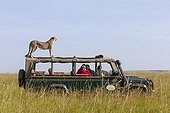 Cheetah on tourist vehicle - Masai Mara Kenya 