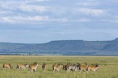 Cape Elands walking in Savannah - Masai Mara Kenya