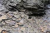 Shale slate - France Ardennes 