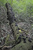 Black bulgars on dead wood - France Ardennes 